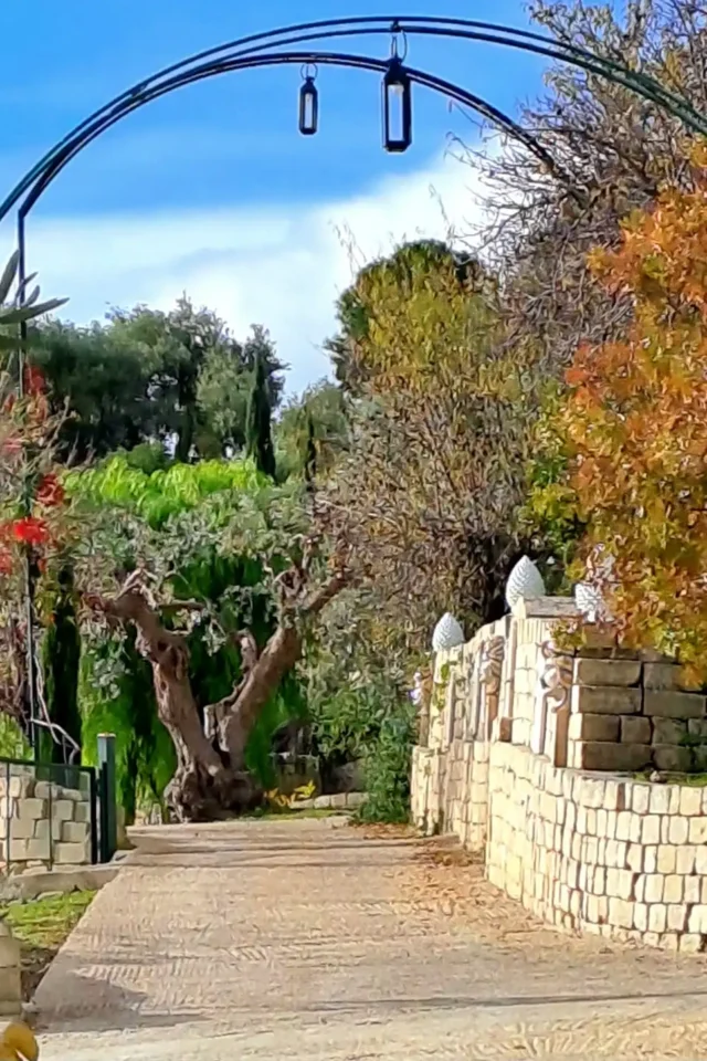 il viale delle poesie immerso negli ulivi