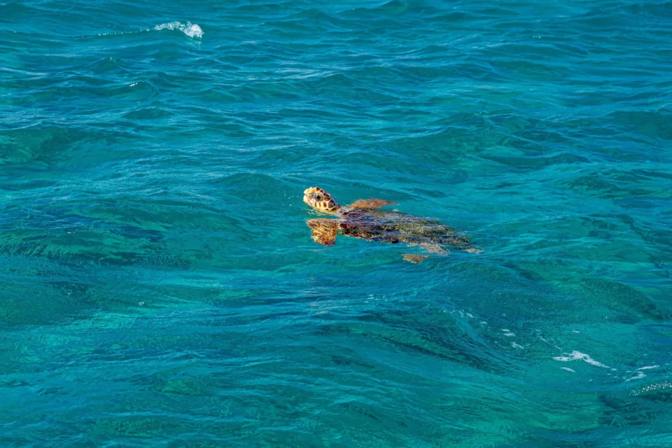 Le tartarughe caretta avvistate nella riserva vendicari